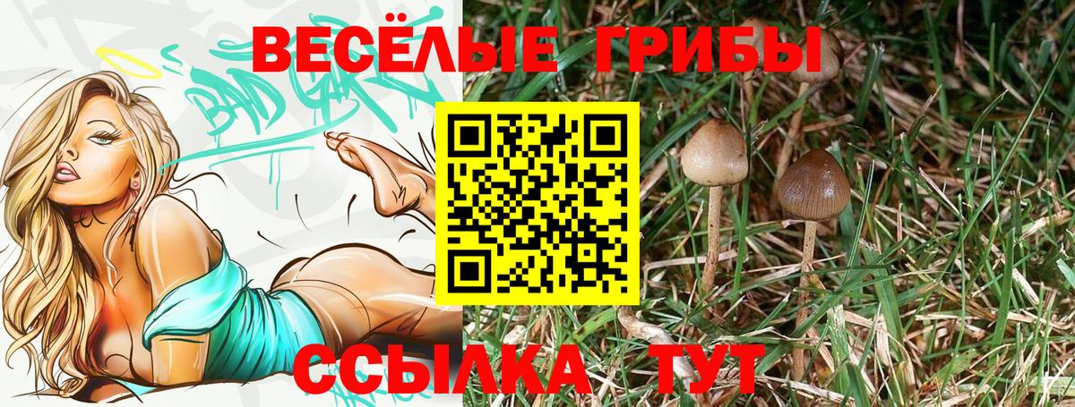 Губкинский  Галлюциногенные грибы Psilocybine cubensis  Вход с VPN 