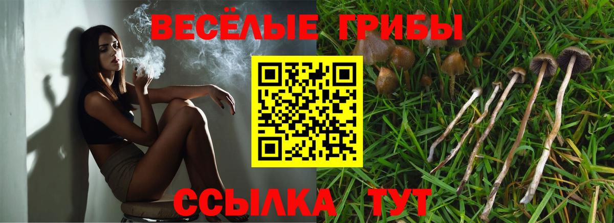 Галлюциногенные грибы Psilocybe Губкинский